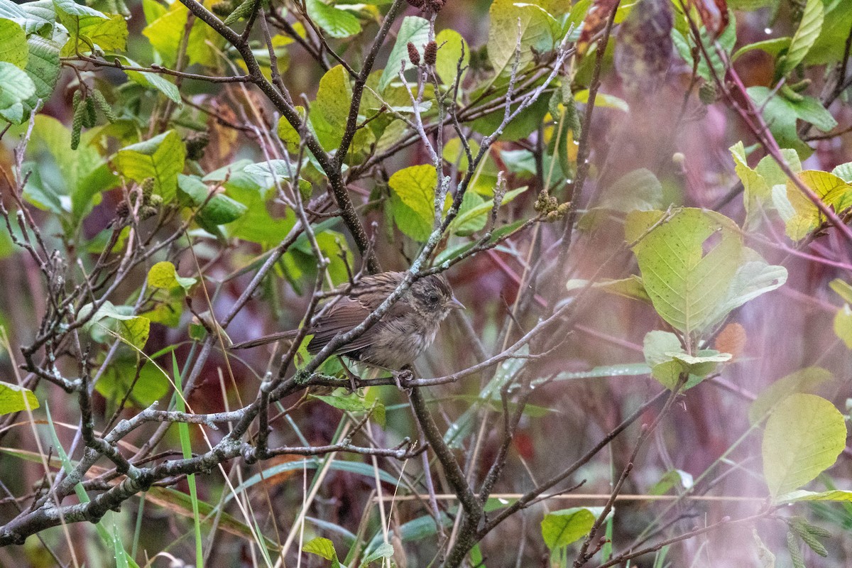 Swamp Sparrow - ML623933001