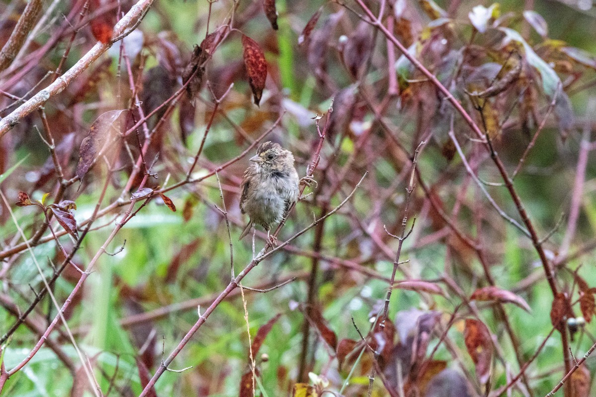 Swamp Sparrow - ML623933002