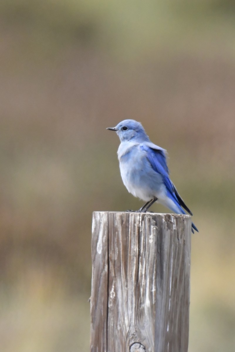 Mountain Bluebird - ML623933003