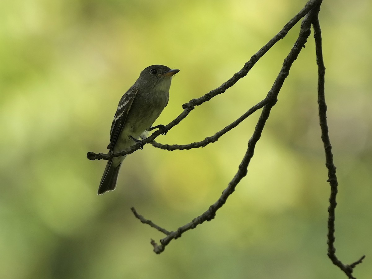 Eastern Wood-Pewee - ML623933006