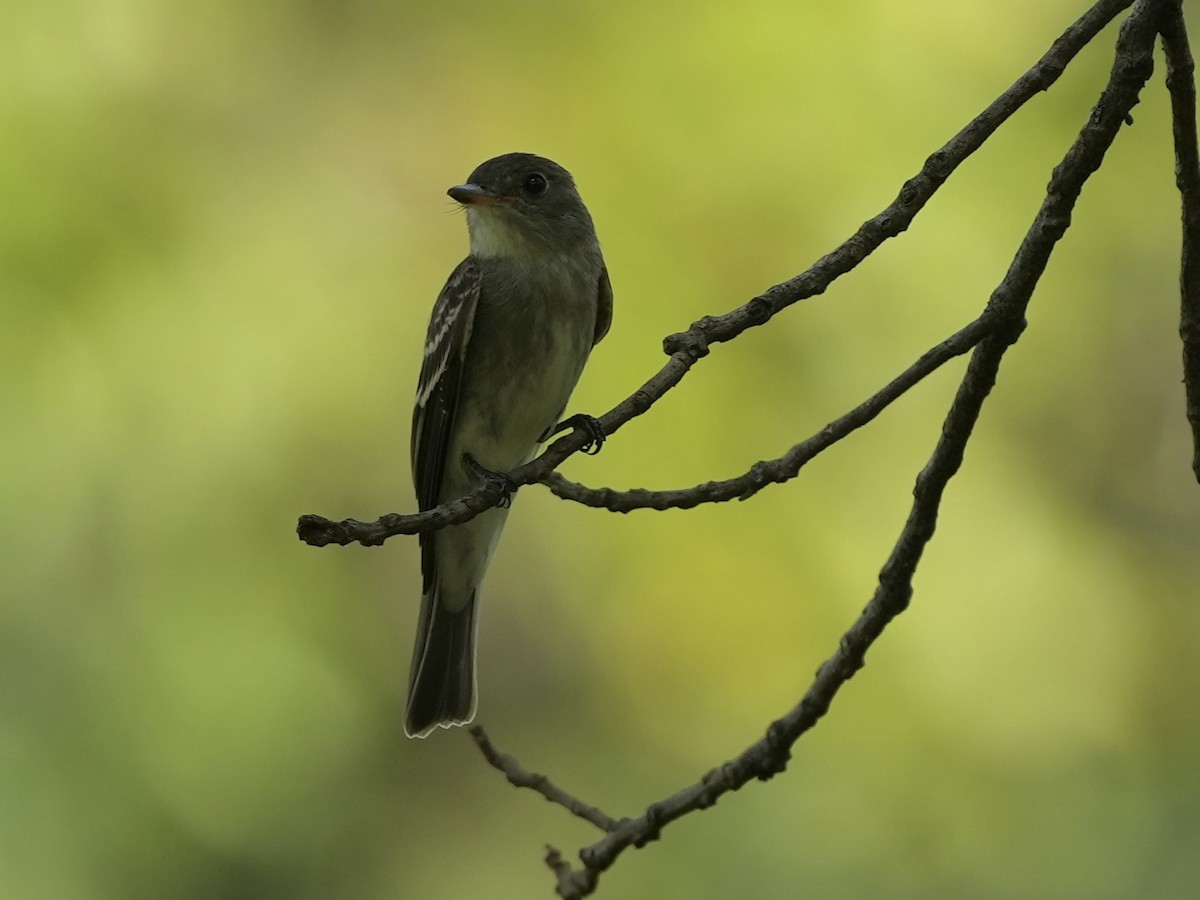 Eastern Wood-Pewee - ML623933007