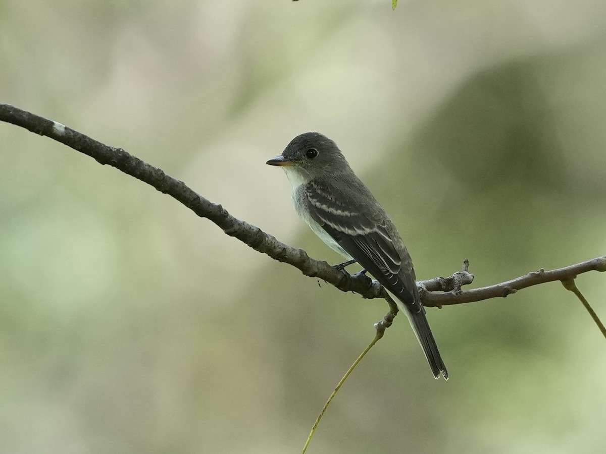 Eastern Wood-Pewee - ML623933009