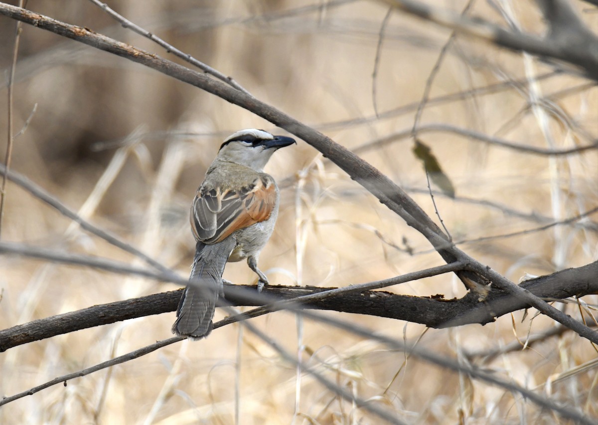 Brown-crowned Tchagra - ML623933030