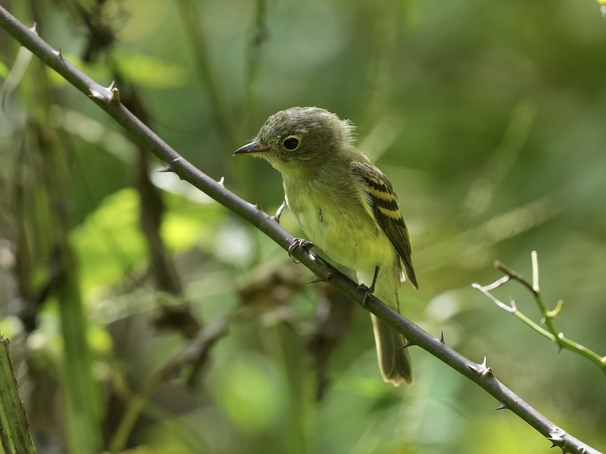 Acadian Flycatcher - ML623933058