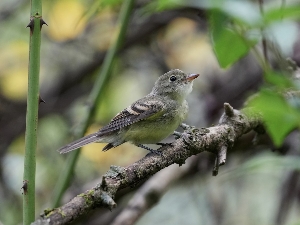 Acadian Flycatcher - ML623933060