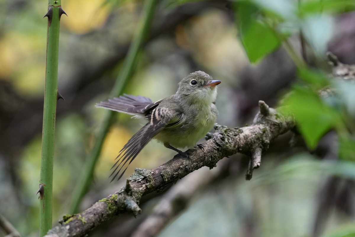 Acadian Flycatcher - ML623933061
