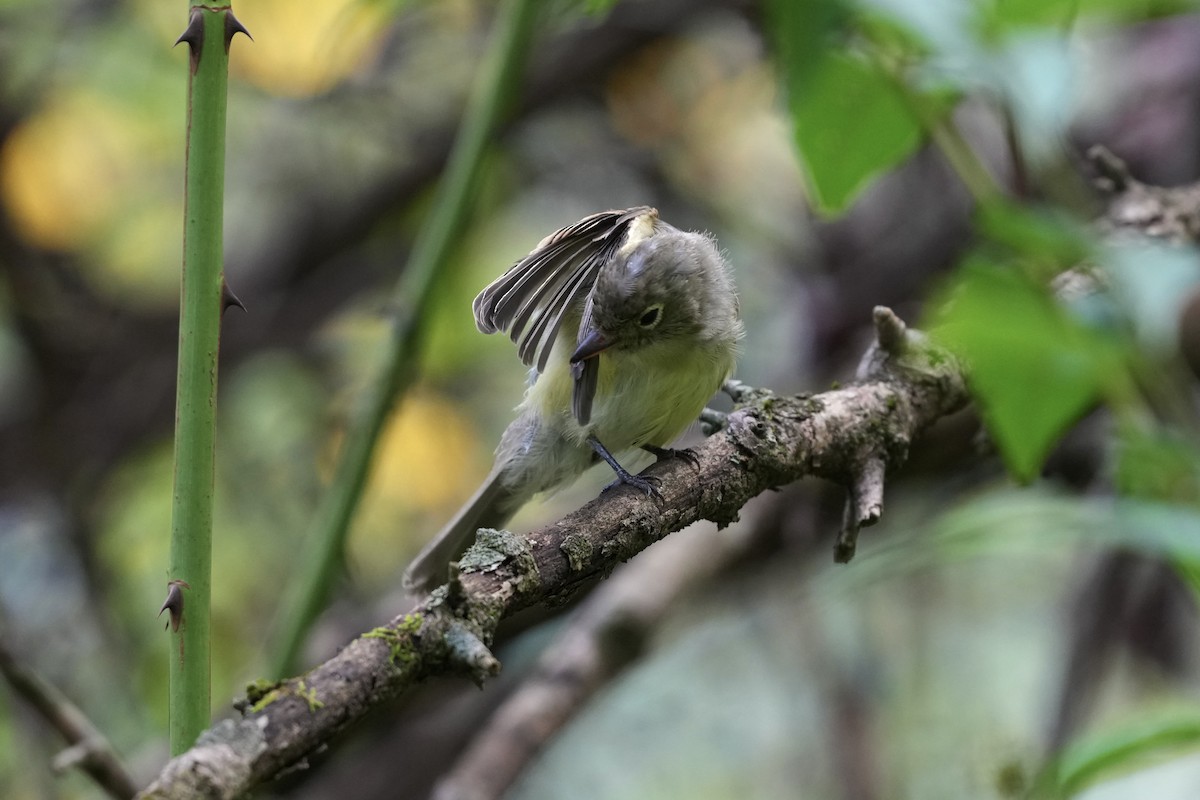 Acadian Flycatcher - ML623933062
