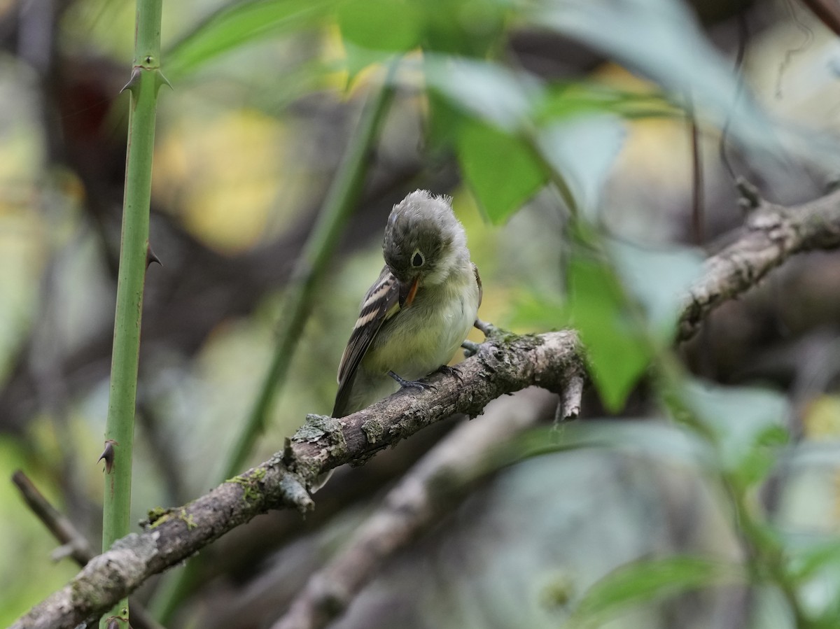 Acadian Flycatcher - ML623933063