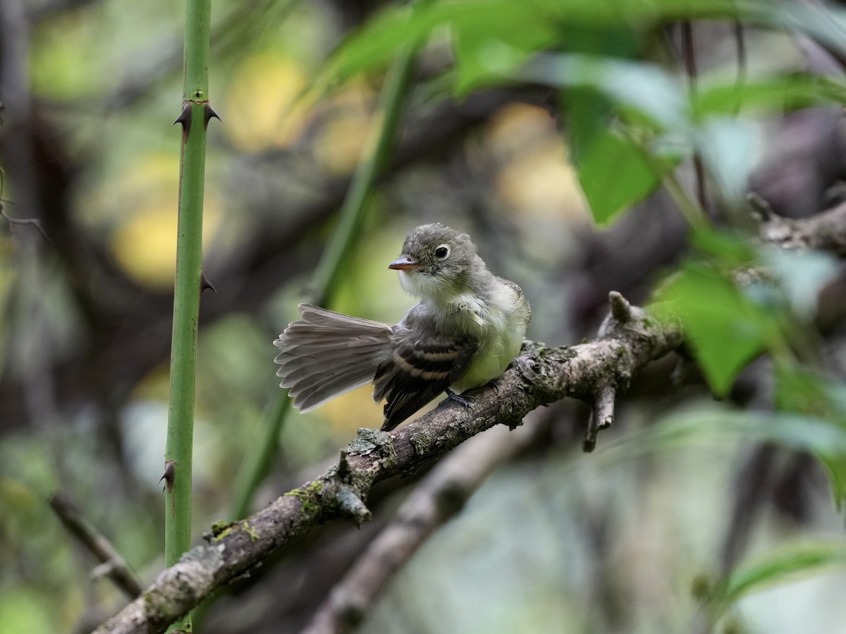 Acadian Flycatcher - ML623933064