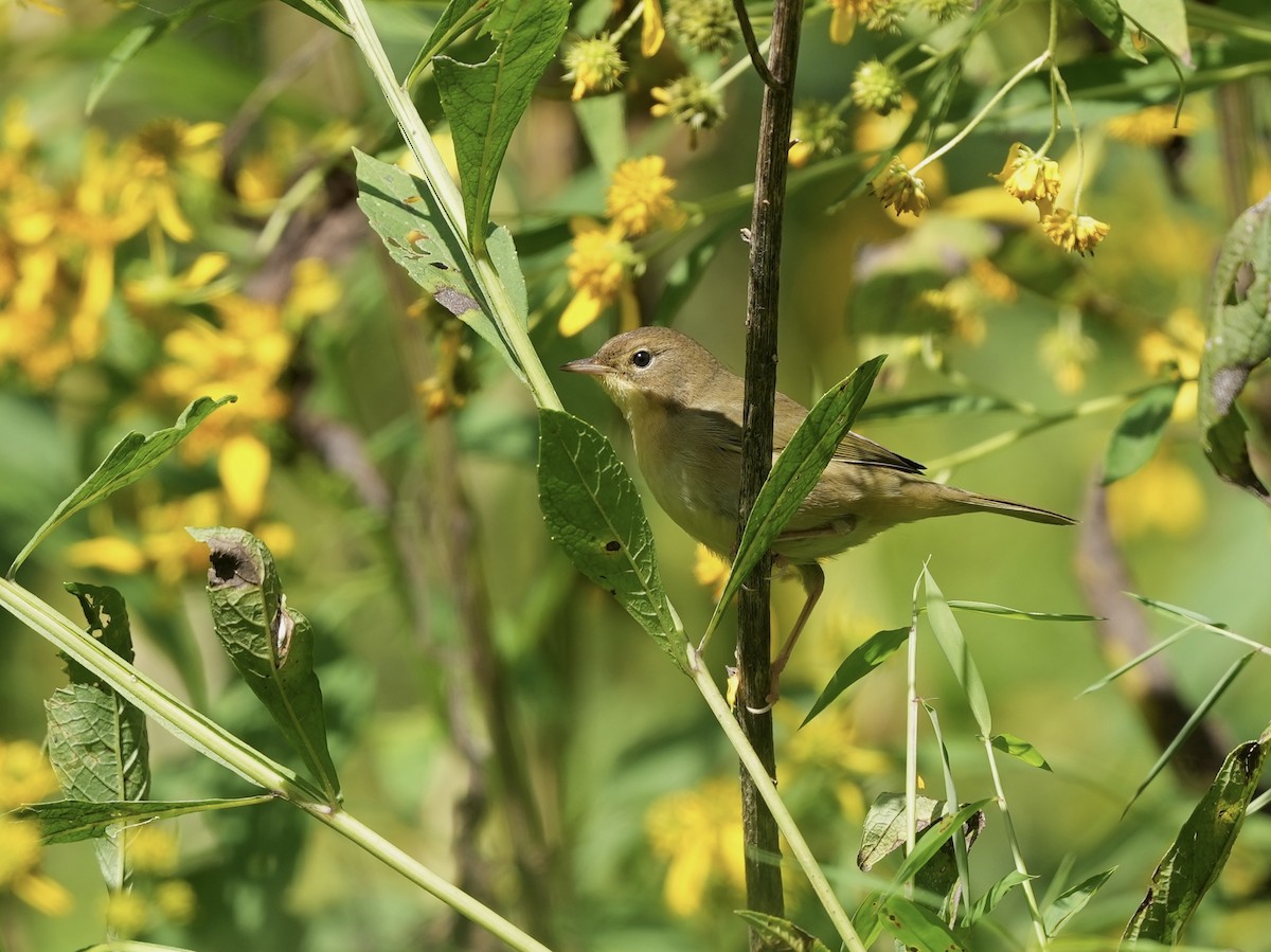 Common Yellowthroat - ML623933089