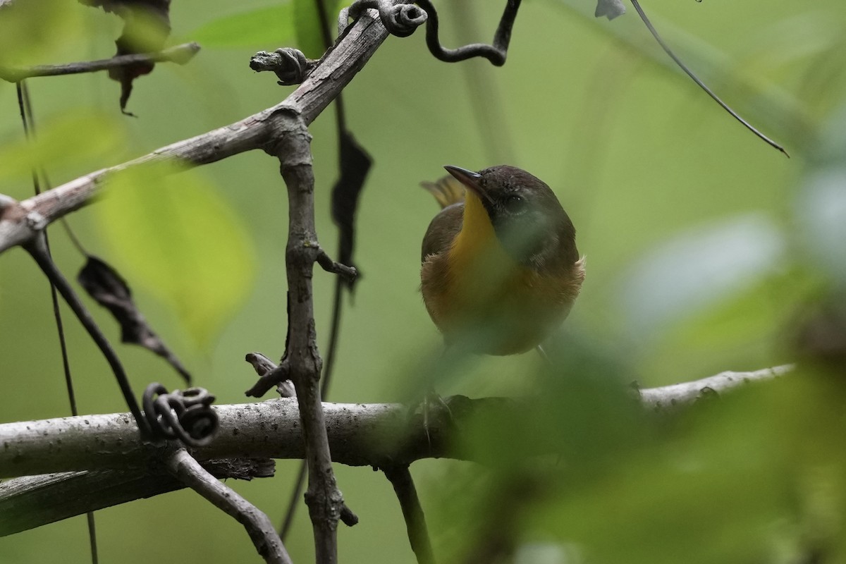 Common Yellowthroat - ML623933090