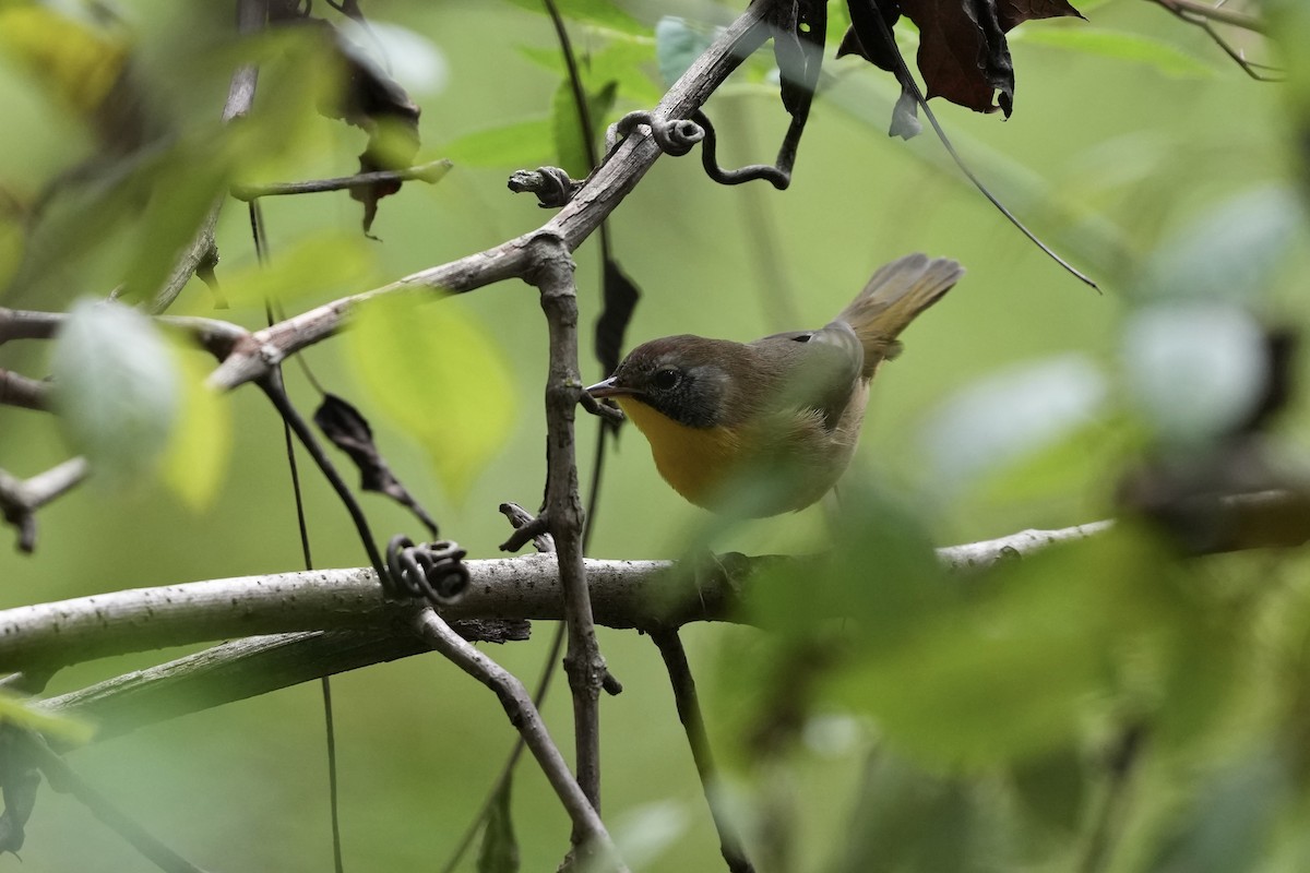 Common Yellowthroat - ML623933091