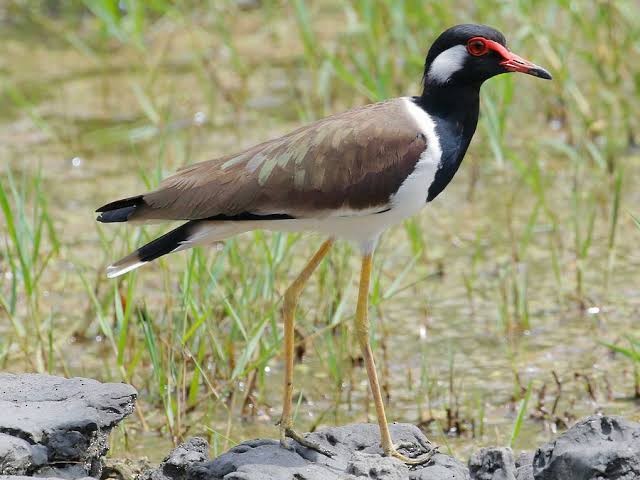 Red-wattled Lapwing - ML623933135