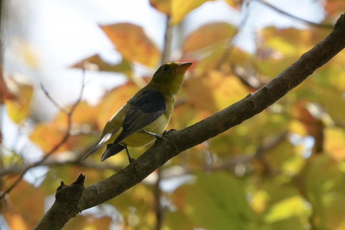 Scarlet Tanager - ML623933136