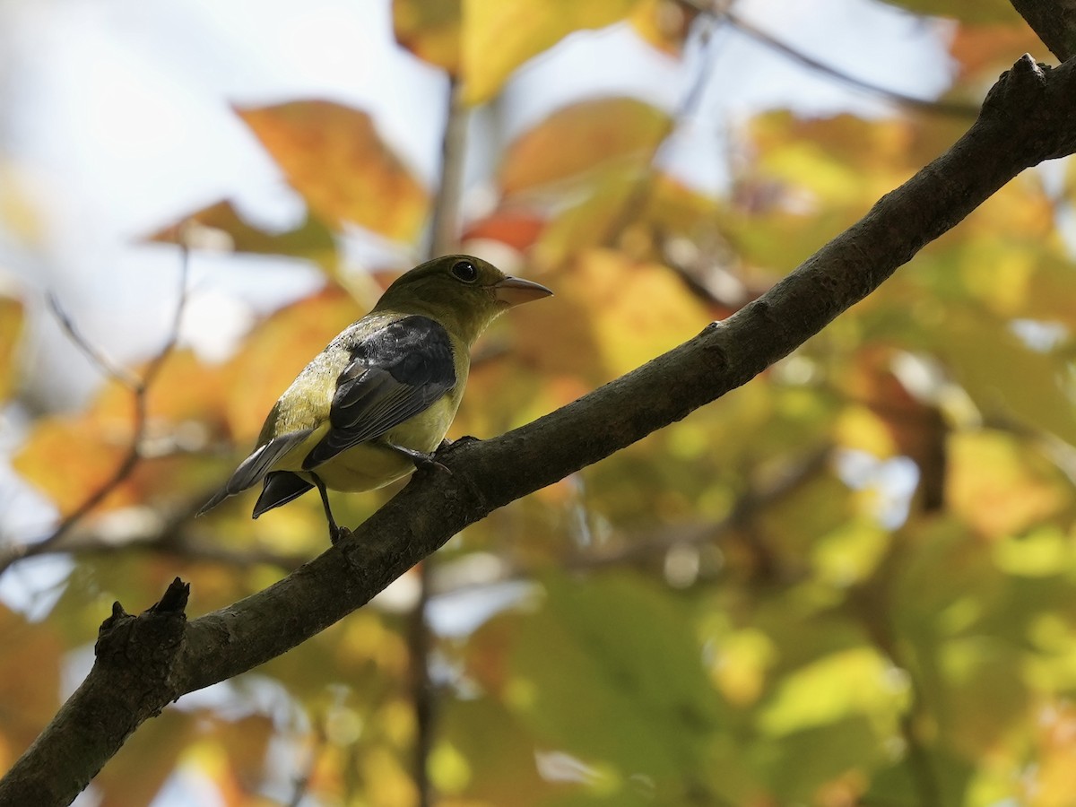 Scarlet Tanager - ML623933185