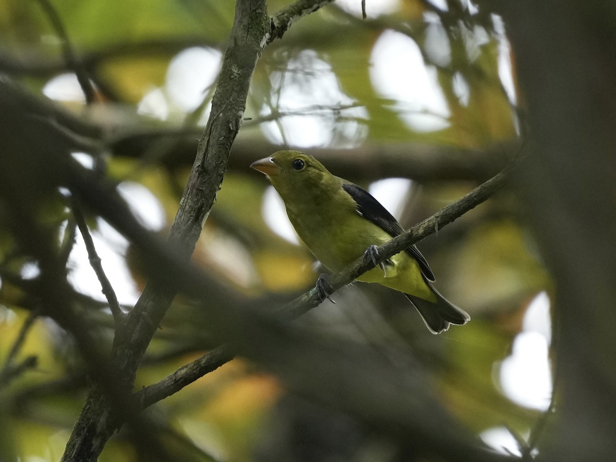 Scarlet Tanager - ML623933186