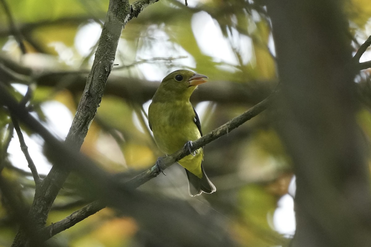 Scarlet Tanager - ML623933187