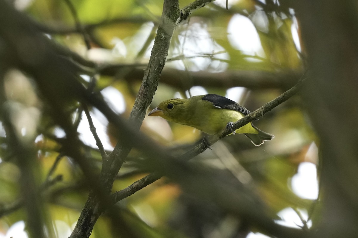 Scarlet Tanager - ML623933188