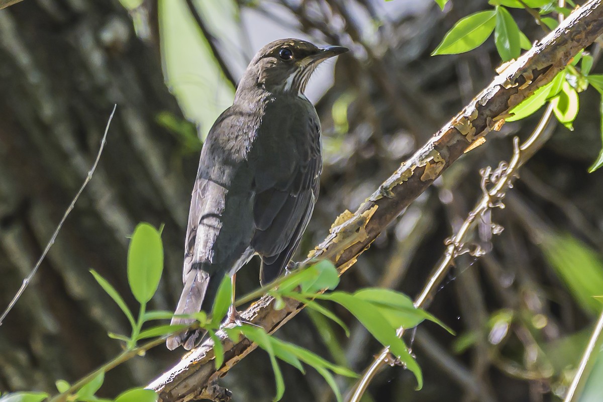 Creamy-bellied Thrush - ML623933200