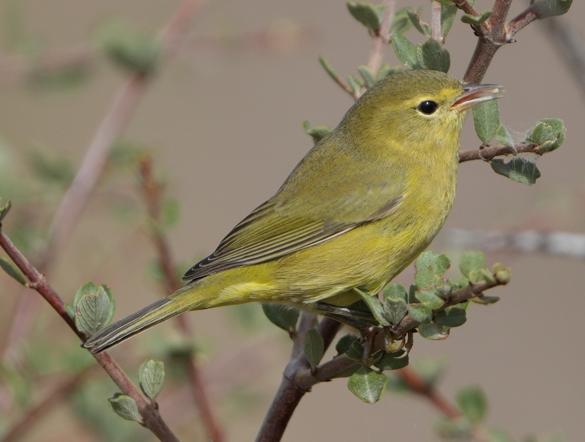 Orange-crowned Warbler - ML623933220