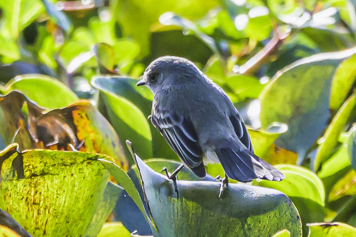 Sooty Tyrannulet - Amed Hernández