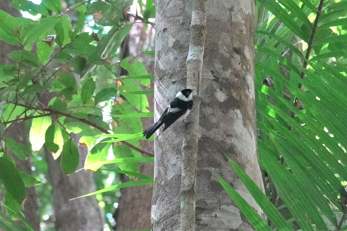 Pied Monarch - Cynthia Su