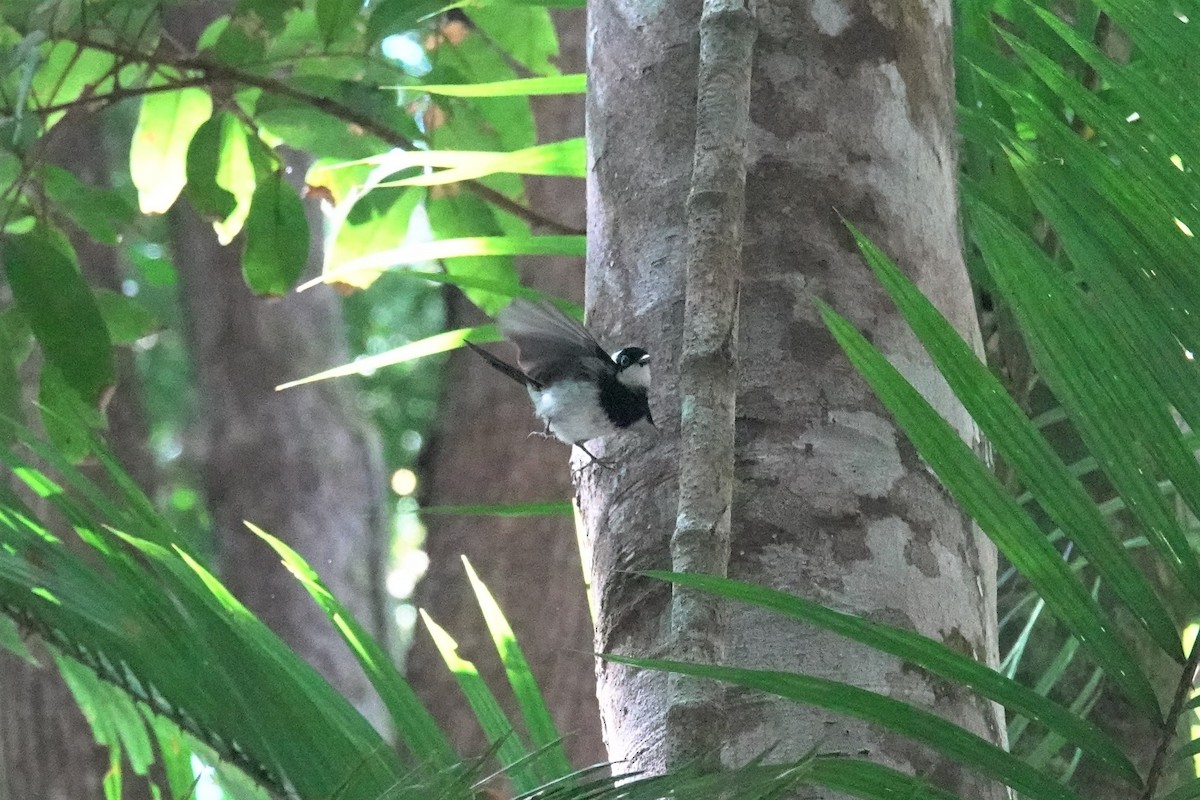 Pied Monarch - ML623933317