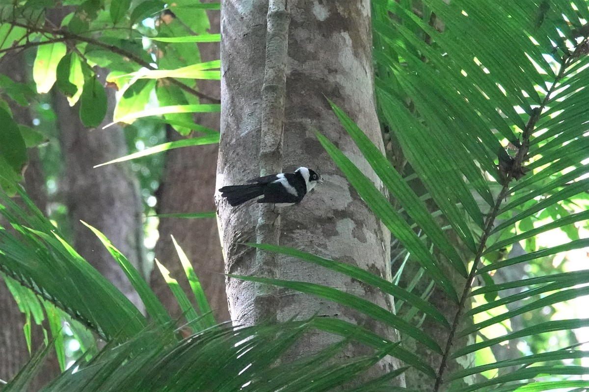 Pied Monarch - ML623933321