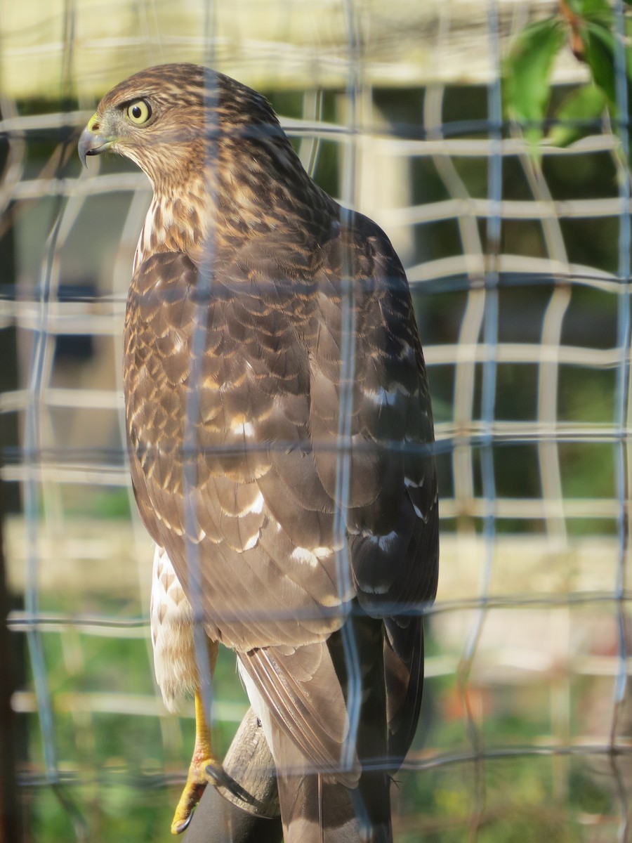 Cooper's Hawk - ML623933324