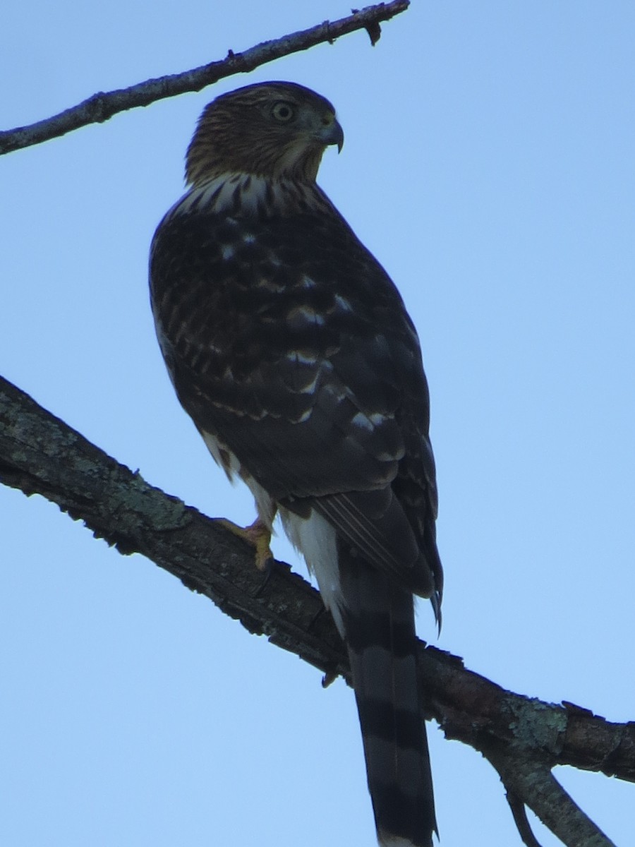 Cooper's Hawk - ML623933337