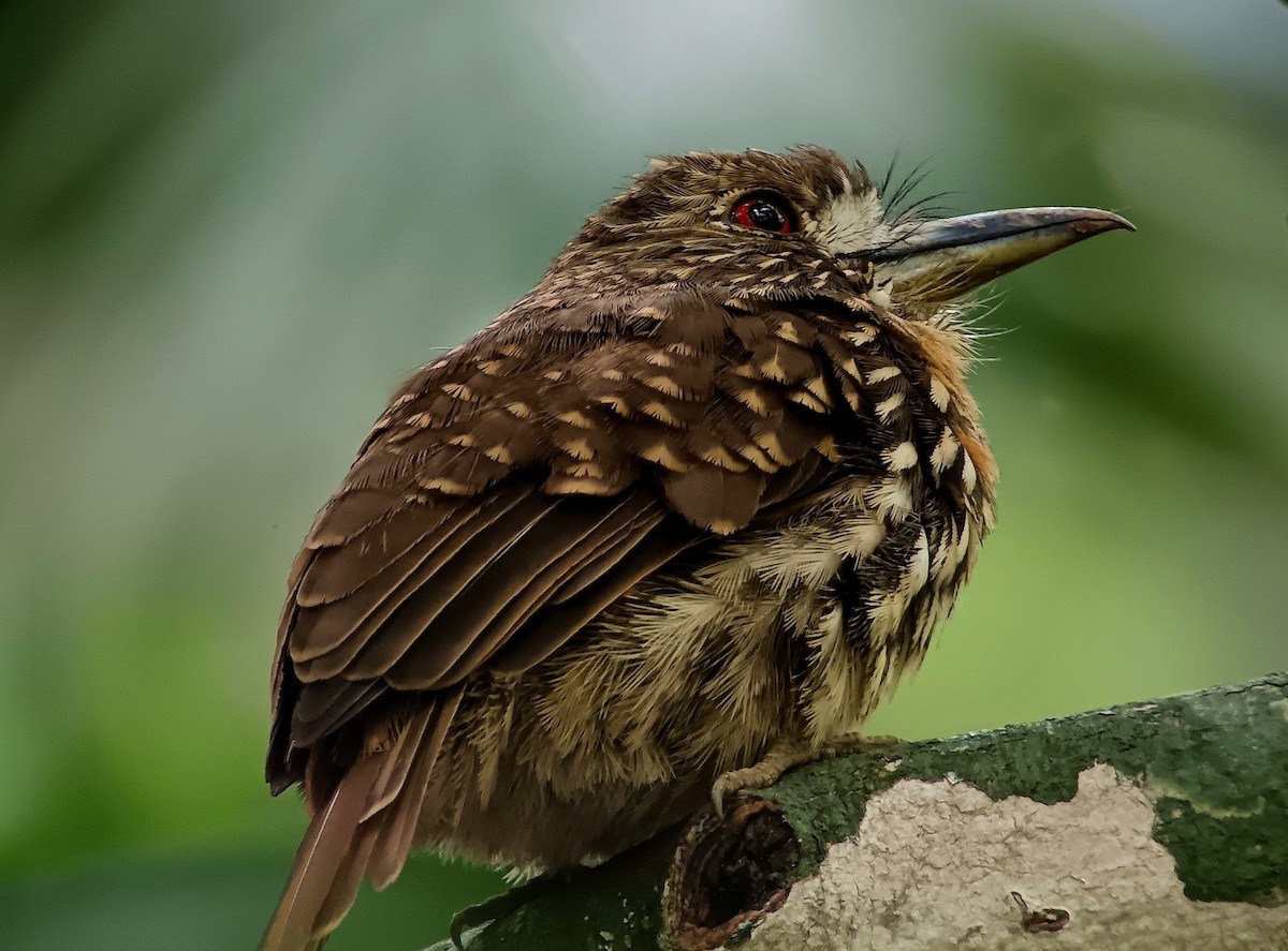 White-whiskered Puffbird - ML623933338