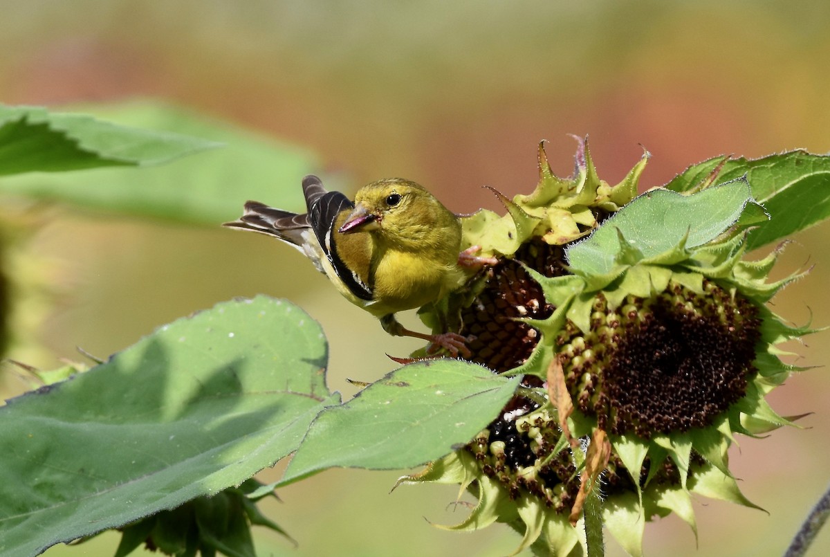 American Goldfinch - ML623933340