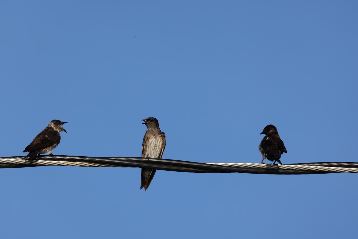 Purple Martin - ML623933350