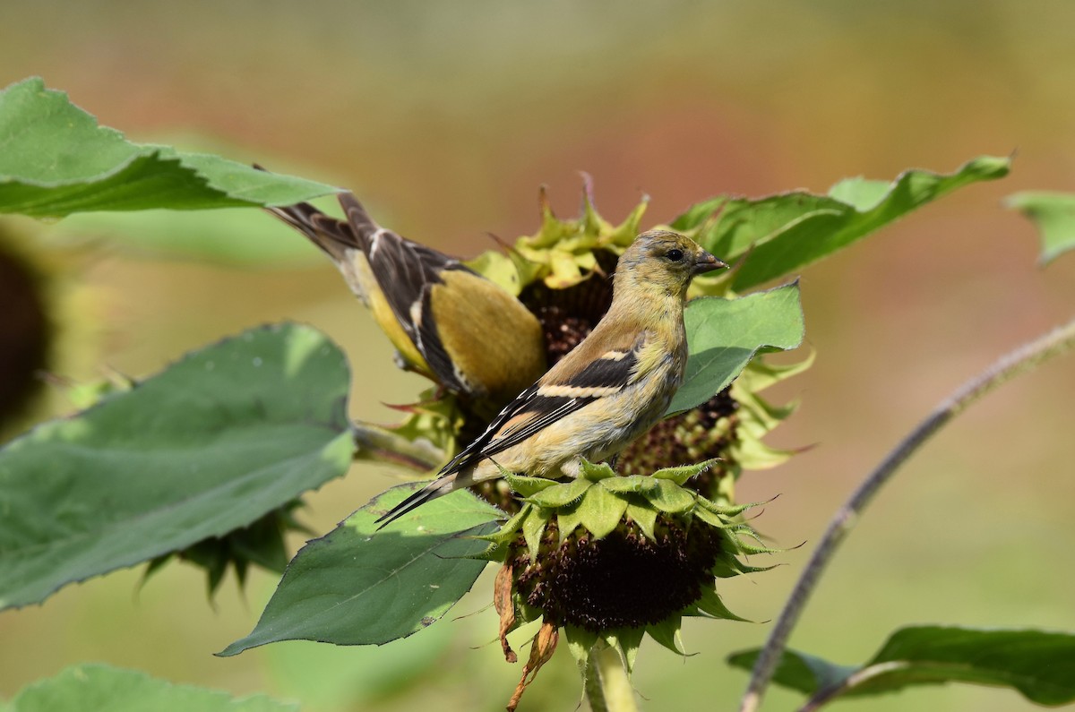 American Goldfinch - ML623933351