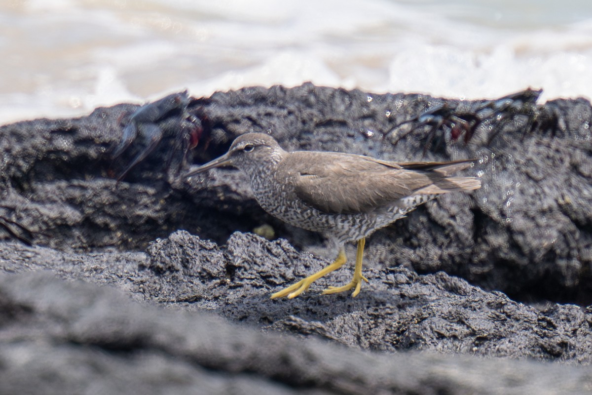 Wandering Tattler - ML623933357