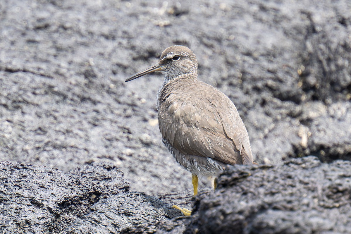 Wanderwasserläufer - ML623933358