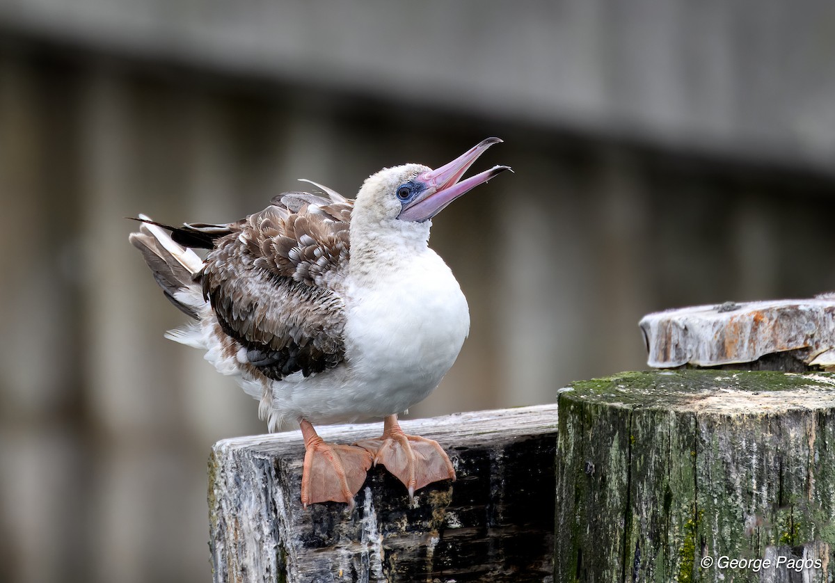 Red-footed Booby - ML623933359