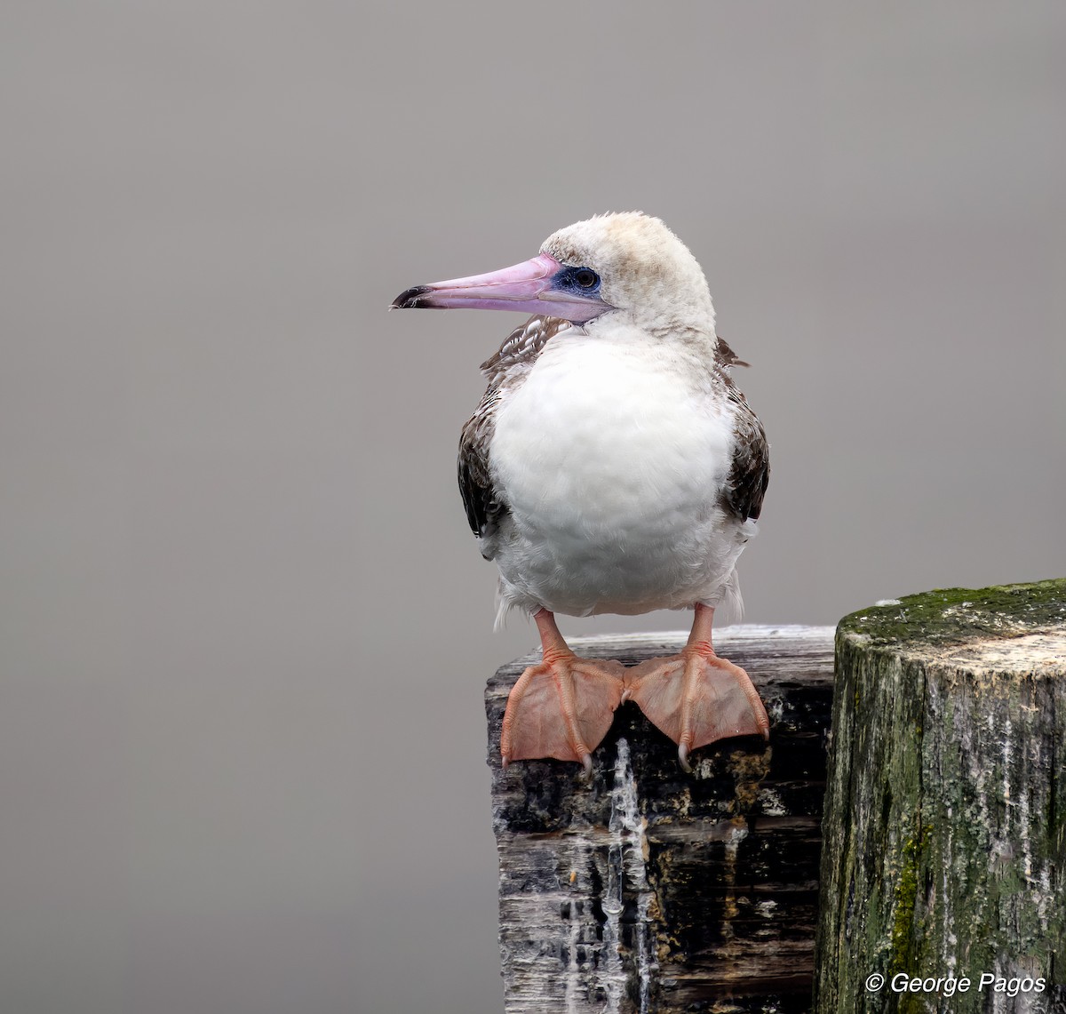 Red-footed Booby - ML623933360