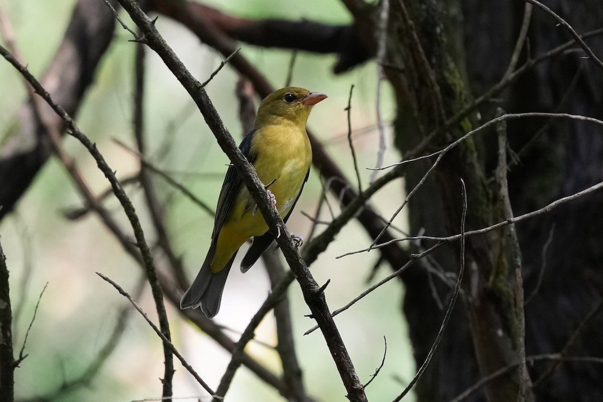 Scarlet Tanager - ML623933367