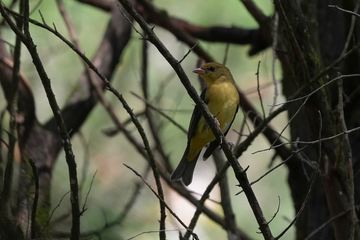 Scarlet Tanager - ML623933368