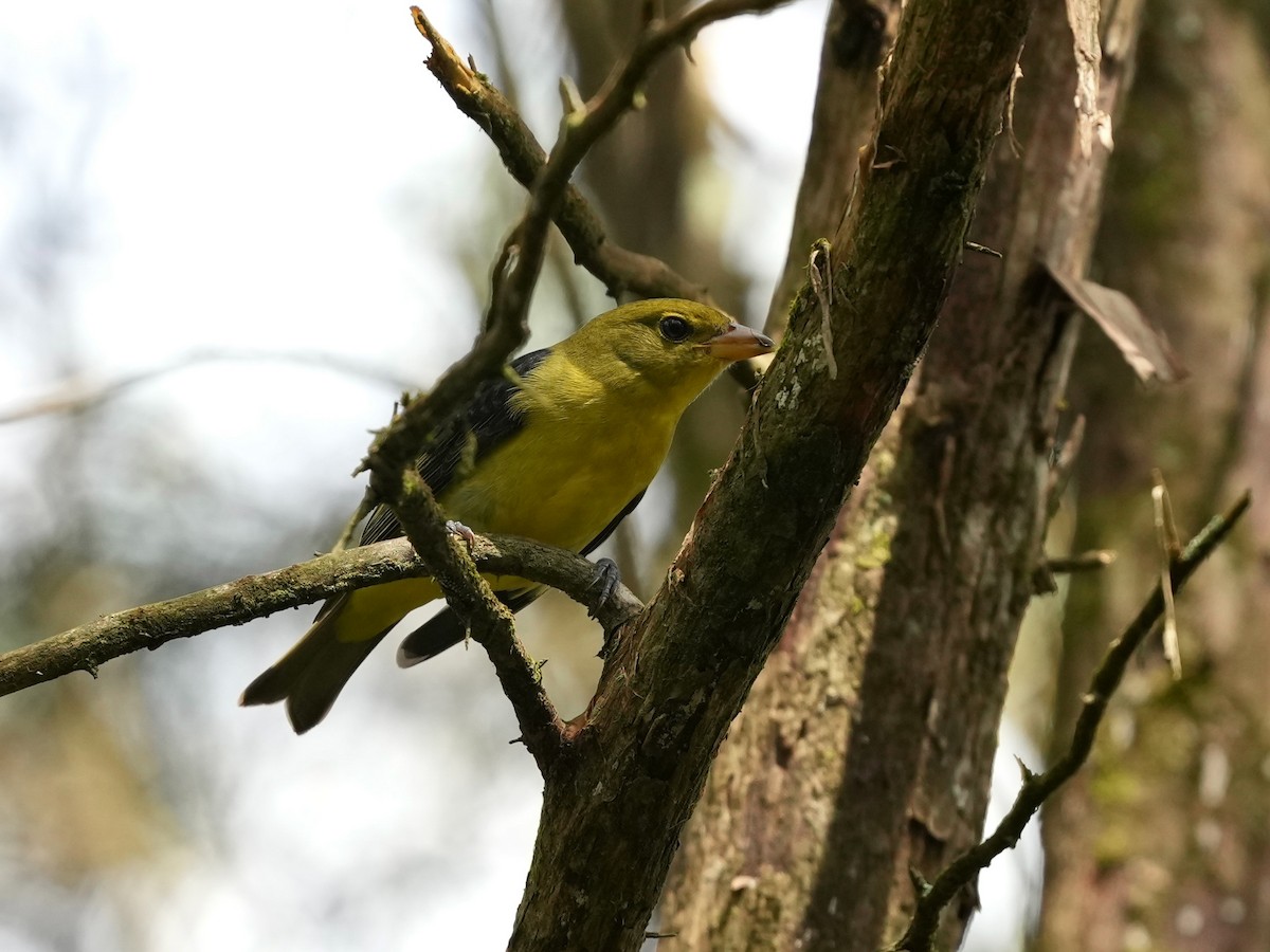 Scarlet Tanager - ML623933369