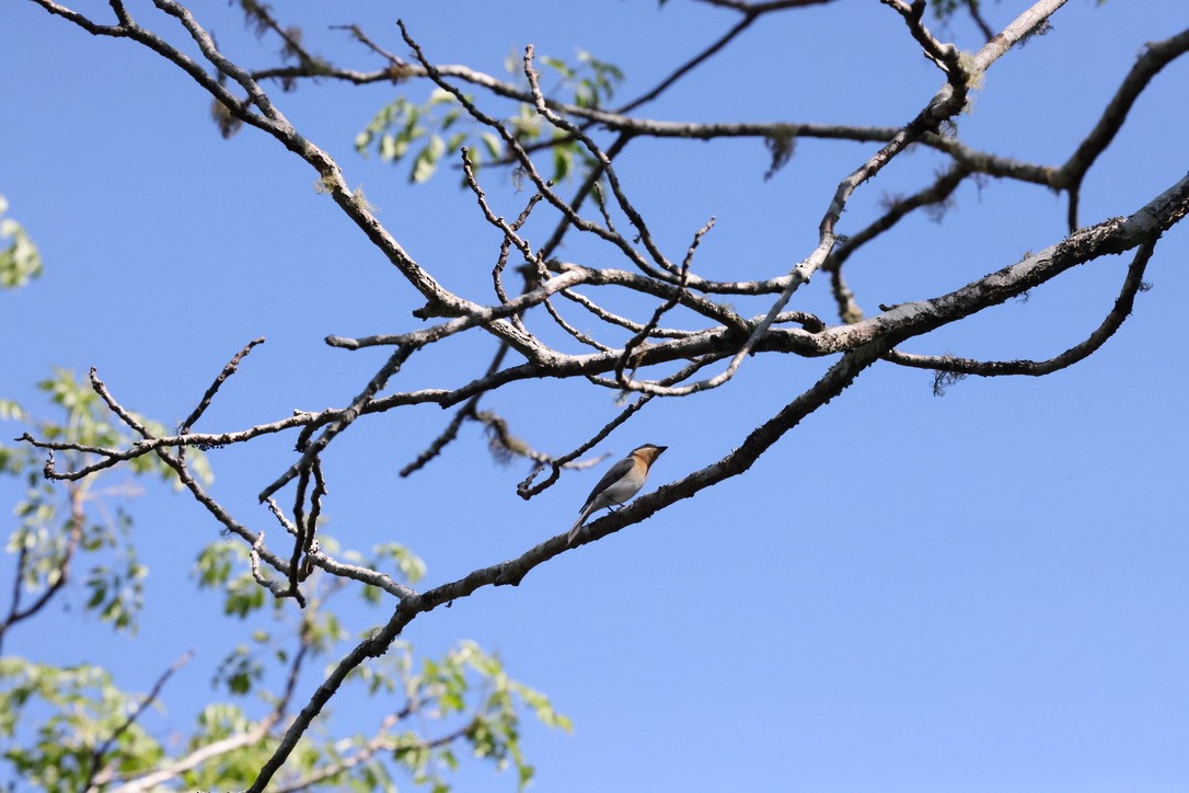 Leaden Flycatcher - ML623933378