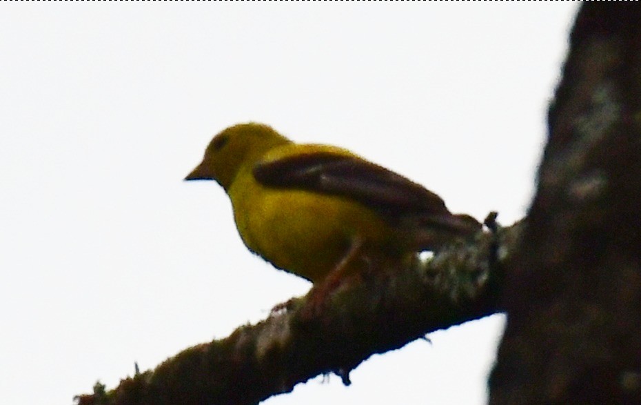 American Goldfinch - Chaiby Leiman