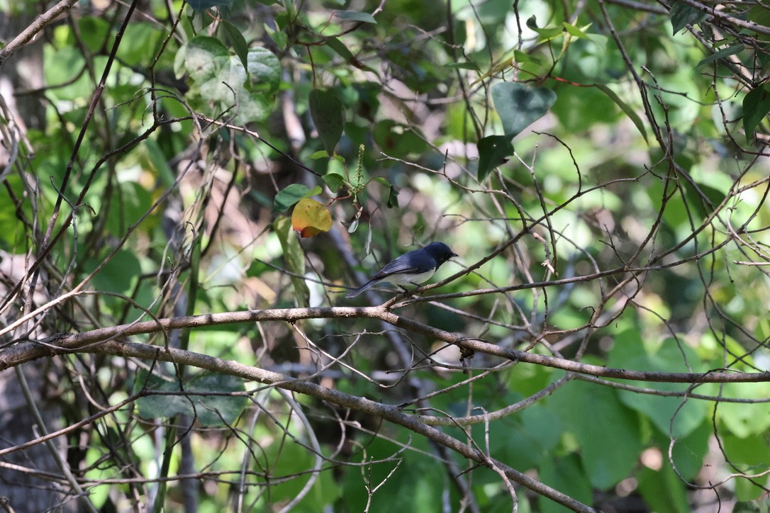 Leaden Flycatcher - ML623933402