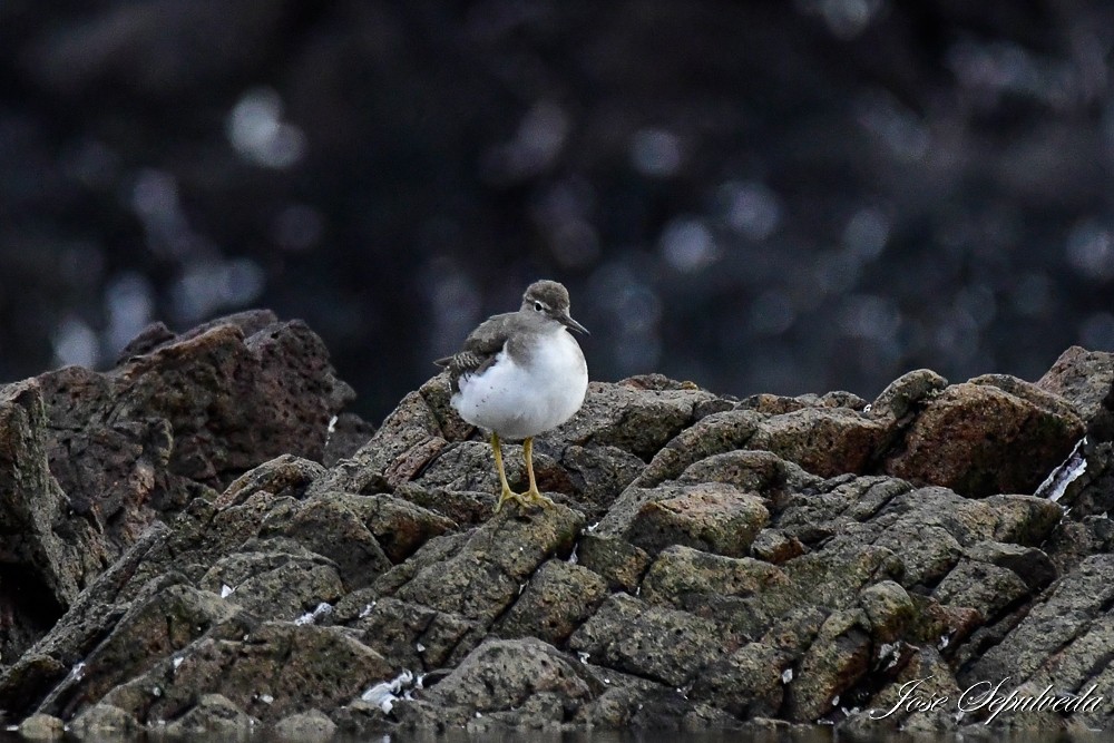 Spotted Sandpiper - José Sepúlveda