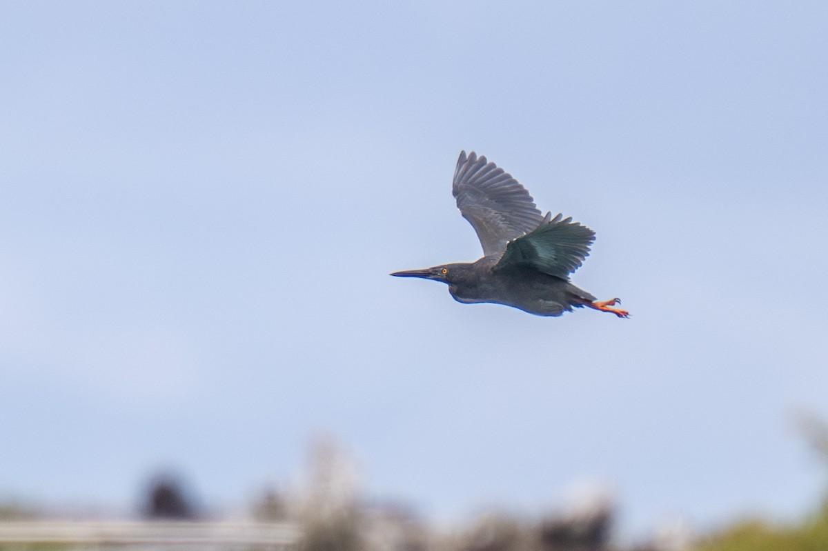 Striated Heron (Galapagos) - ML623933416