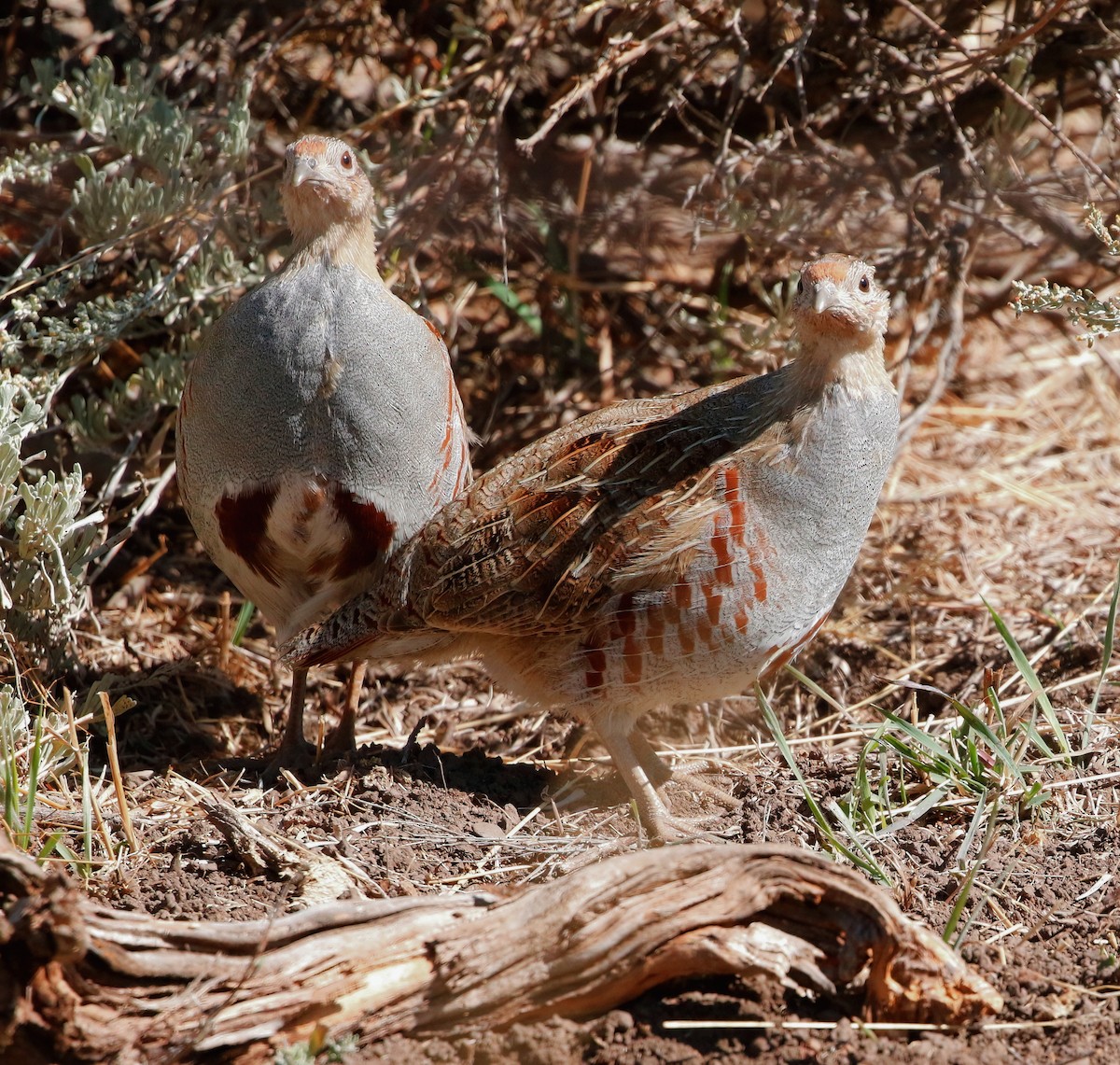 Gray Partridge - ML623933427