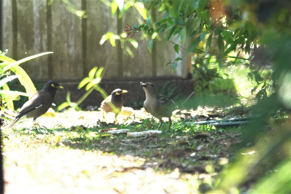 Great Bowerbird - ML623933433