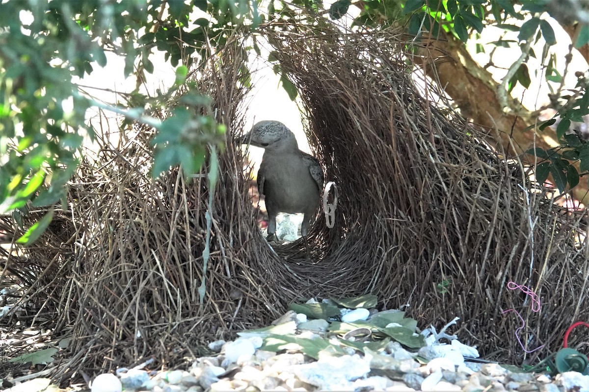 Great Bowerbird - ML623933434