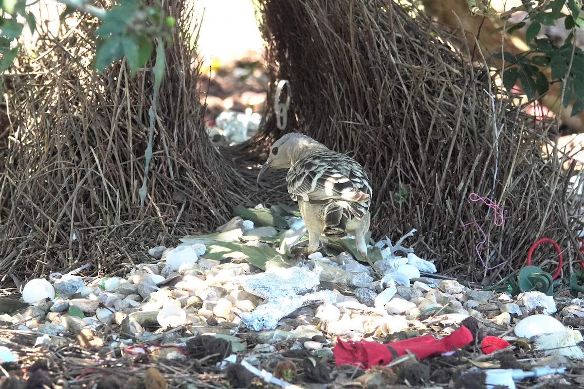 Great Bowerbird - ML623933436